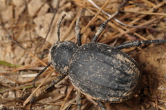 Pimelia derasa derasoides