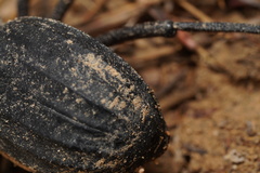 Pimelia derasa derasoides