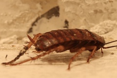 Periplaneta americana