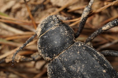 Pimelia derasa derasoides