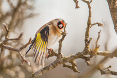 Carduelis carduelis