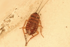 Periplaneta americana