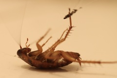 Periplaneta americana