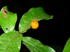 Quiina guianensis