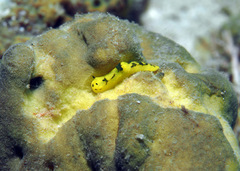 Notodoris gardineri