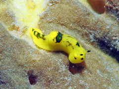 Notodoris gardineri
