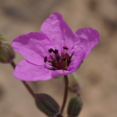 Erodium crassifolium