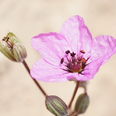 Erodium crassifolium