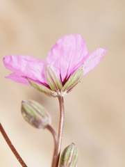 Erodium crassifolium