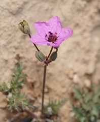 Erodium crassifolium