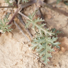Erodium crassifolium