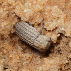 Sclerum armatum