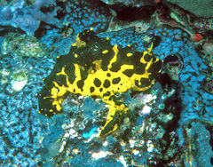Notodoris gardineri
