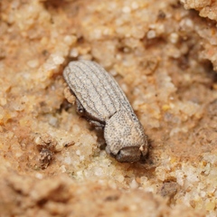 Sclerum armatum