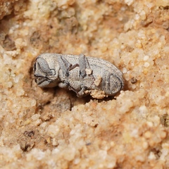 Sclerum armatum