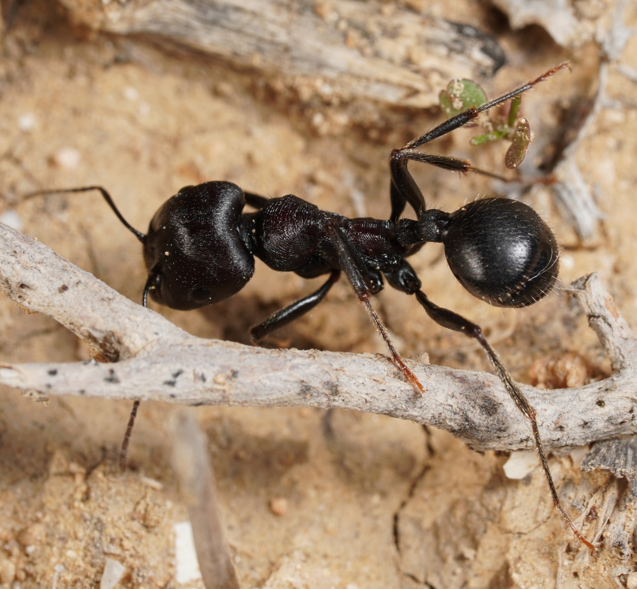 Messor arenarius ratus