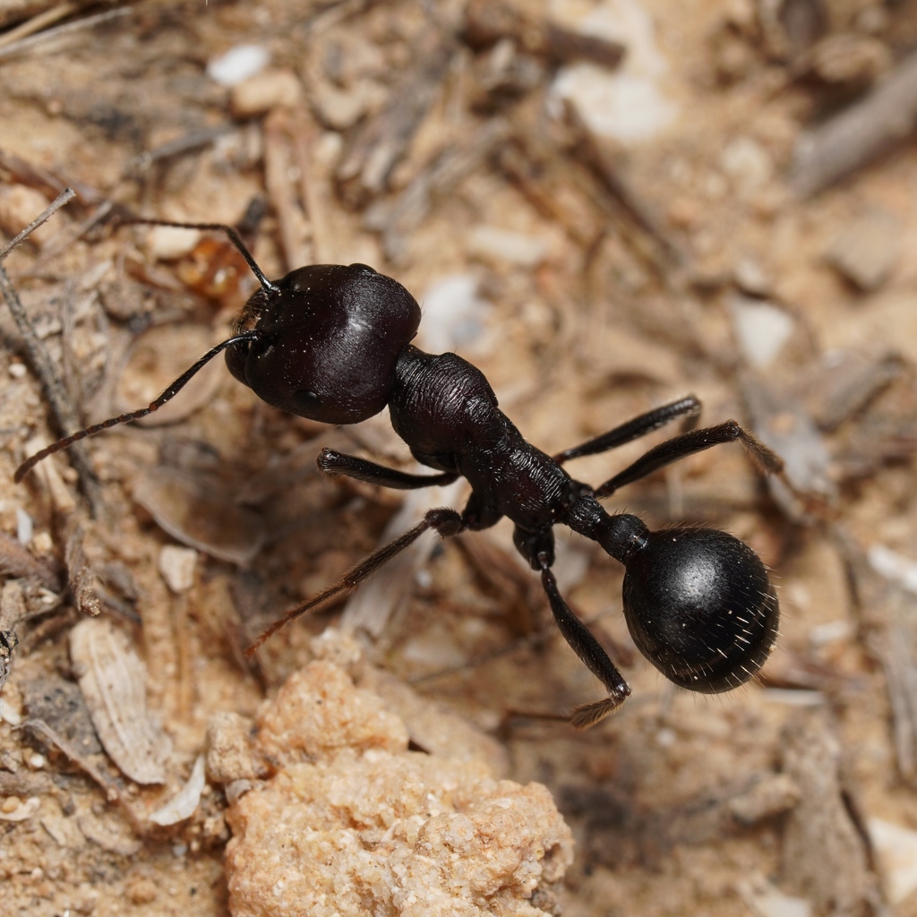 Messor arenarius