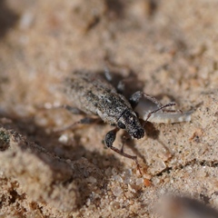 Kuglerius sitonimorphis