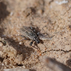 Kuglerius sitonimorphis