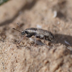 Kuglerius sitonimorphis