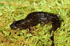 Desmognathus marmoratus