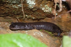 Plethodon teyahalee