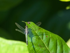 Erythrodiplax basalis