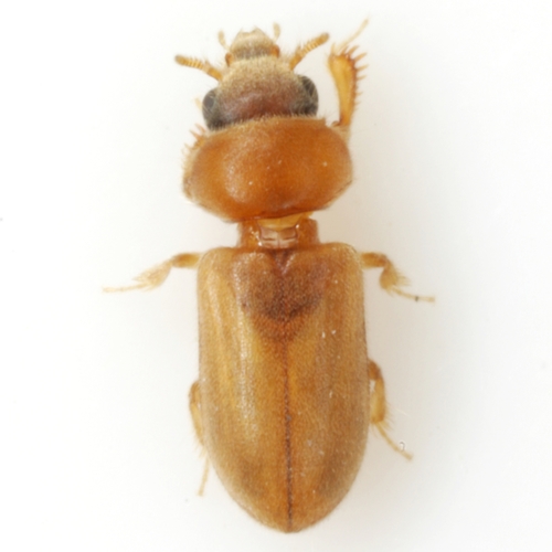 Tropicus pusillus (Say, 1823)