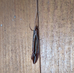 Psychoglypha bella