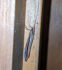 Psychoglypha bella