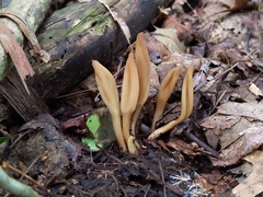 Microglossum olivaceum