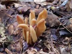 Microglossum olivaceum