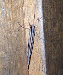 Psychoglypha bella