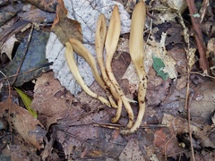 Microglossum olivaceum