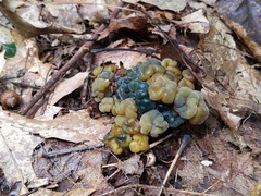 Hypomyces leotiicola