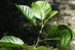 Alnus glutinosa barbata