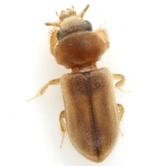 Tropicus pusillus