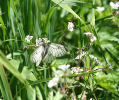 Geranium albiflorum