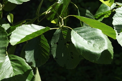 Alnus glutinosa barbata