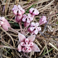 Asclepias senecionifolia