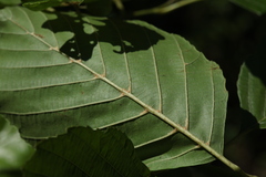 Alnus glutinosa barbata