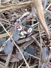 Euphorbia umbellulata