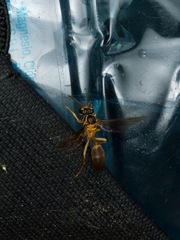 Angiopolybia