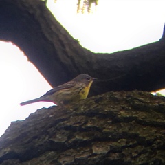 Setophaga kirtlandii