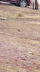 Junco phaeonotus