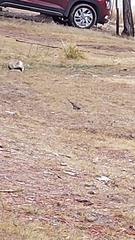 Junco phaeonotus