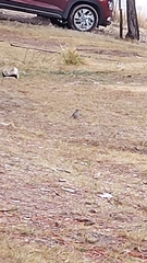 Junco phaeonotus