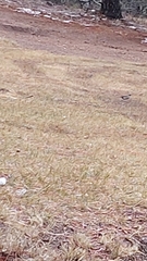 Junco phaeonotus