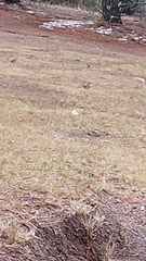 Junco phaeonotus