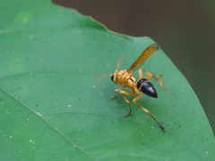 Agelaia constructor